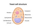 Vector illustration of Yeast cell structure. Educational diagram